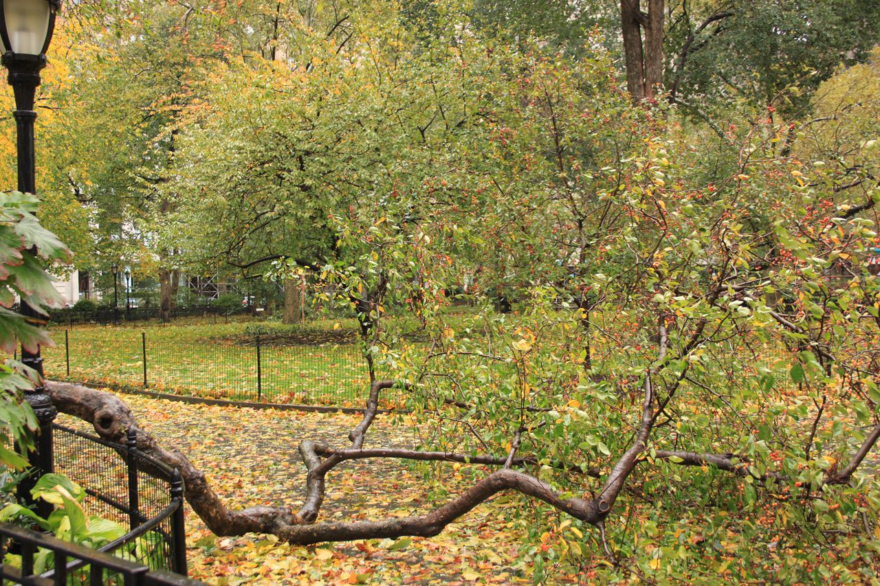 Fallen Trees in Madison Square Park after the storm