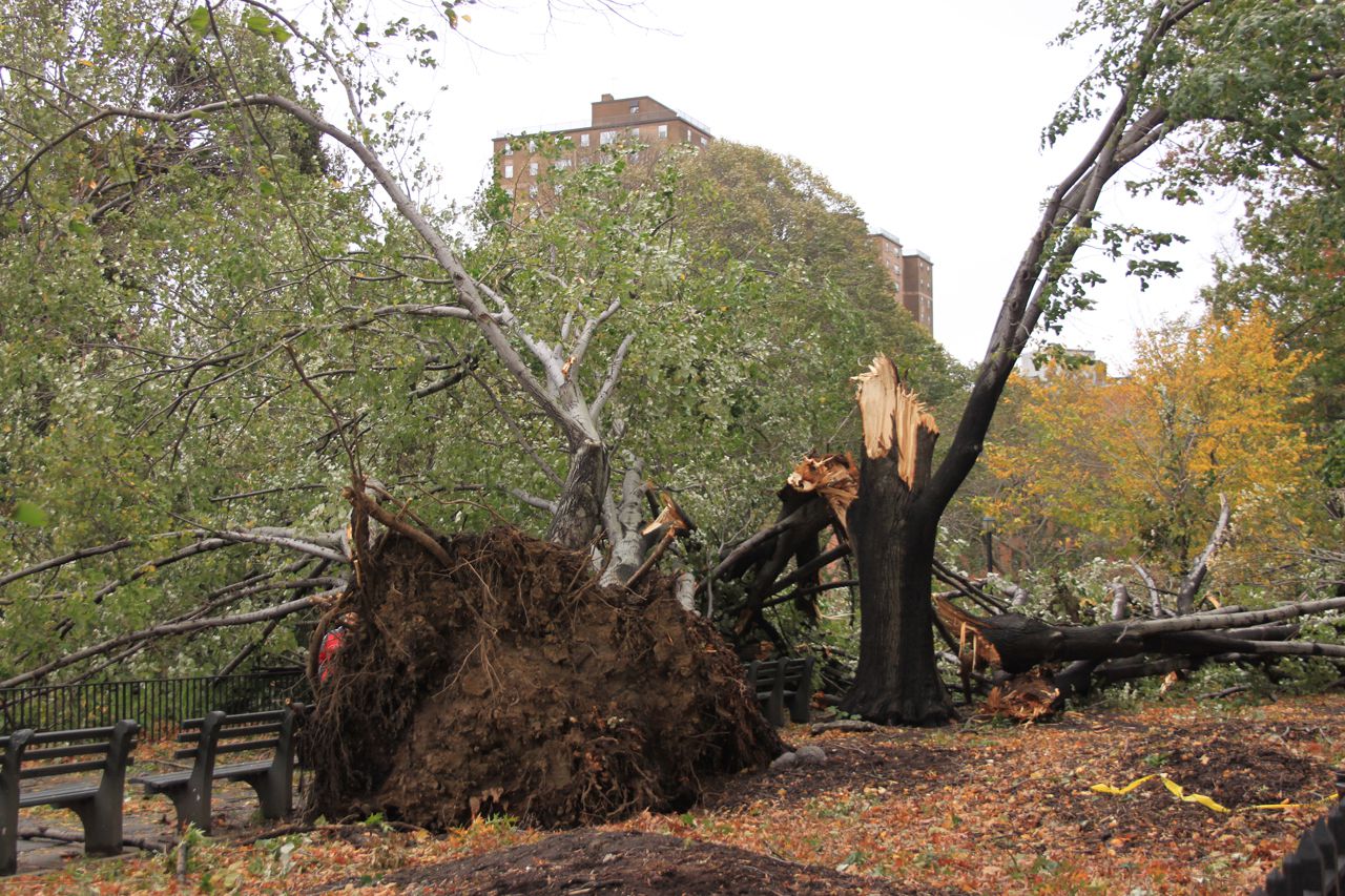 fallen trees all over manhattan's east side 2